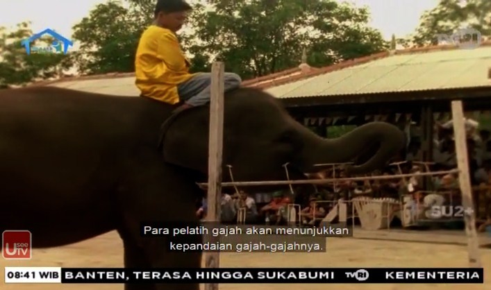 Mengapa Irwan sedih melihat gajah dilatih?