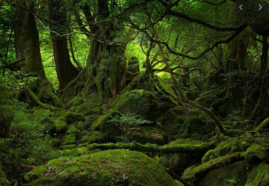 Indonesia sangat terkenal dan kaya akan sumber daya alamnya, namun mengapa luas hutan di negara kita semakin menurun setiap tahunnya? Tuliskan pendapatmu!