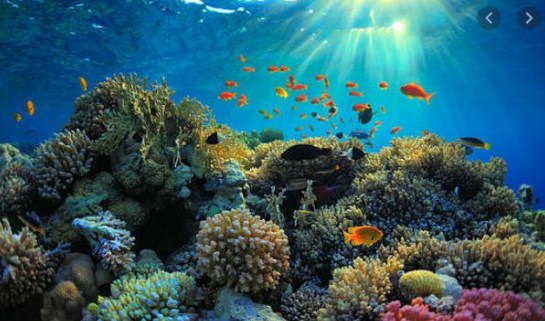 Apa saja yang dapat kita lakukan untuk menjaga terumbu karang?
