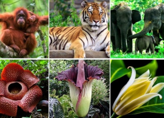 Apa sajakah yang mempengaruhi keragaman jenis flora dan fauna yang ada di dunia