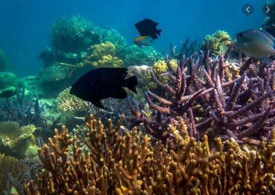 Mengapa laut Indonesia menjadi tempat yang spesial sebagai habitat terumbu karang?