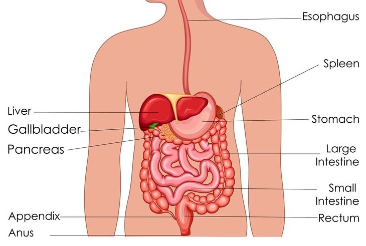 Buatlah dalam bentuk diagram proses pencernaan manusia, dan jelaskan dengan kata-kata sendiri bagaimana alur perjalanan makanan dari rongga mulut hingga keluar melalui anus!