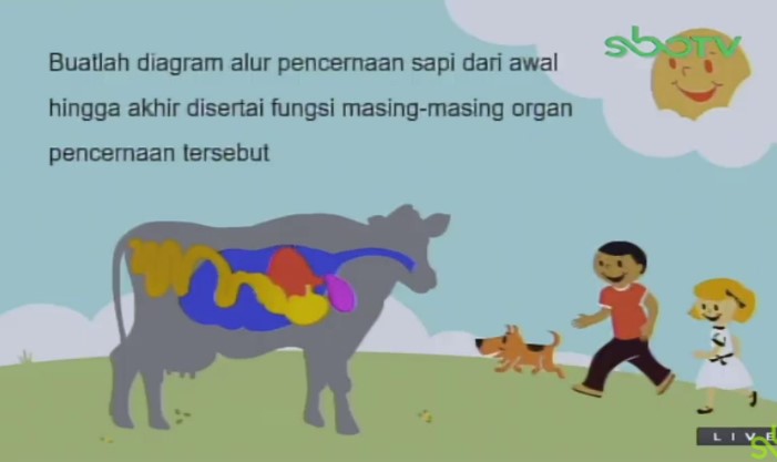 Buatlah diagram alur pencernaan sapi dari awal hingga akhir disertai fungsi masing-masing organ pencernaan tersebut