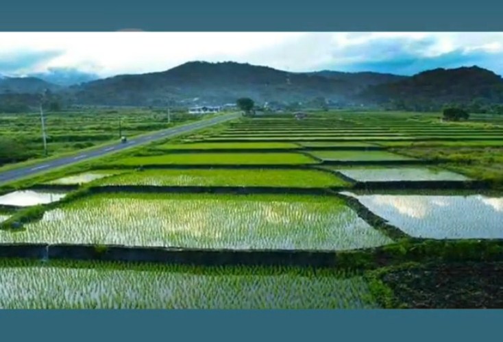 Bagaimana proses menanam padi dari benih hingga menjadi beras?