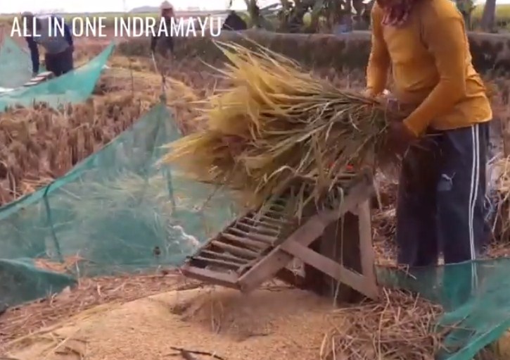 Bagaimana cara pemerintah Kabupaten Indramayu dalam mempertahankan gelarnya sebagai daerah penghasil padi terbesar di Indonesia?