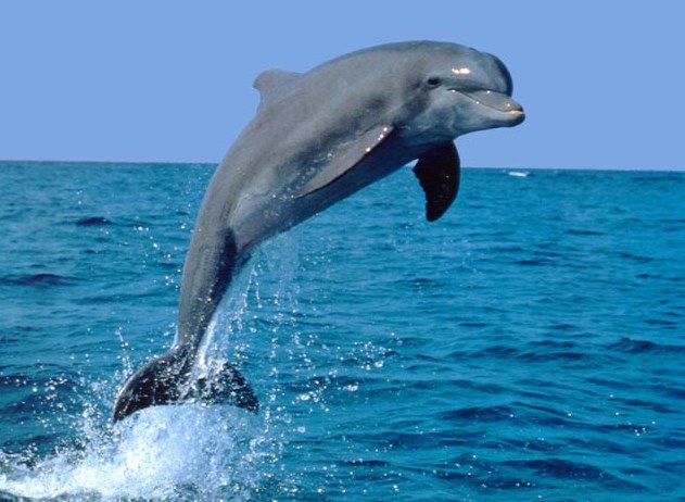 Seekor lumba-lumba menyelam ke dalam air sejauh 8 meter dari permukaan, kemudian lumba-lumba melompat setinggi 17 meter