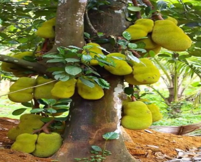 Sebutkan buah langka yang ada di Kebun Raya Bogor!