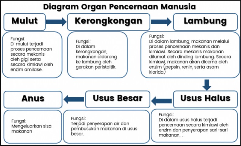 diagram organ pencernaan manusia beserta fungsinya